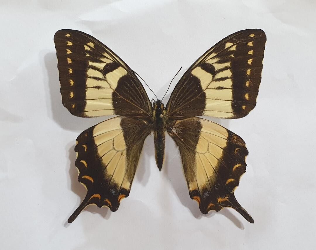 PAPILIO ESPERANZA FEMALE from MEXICO. OLD COLLECTION. TOP RARITY