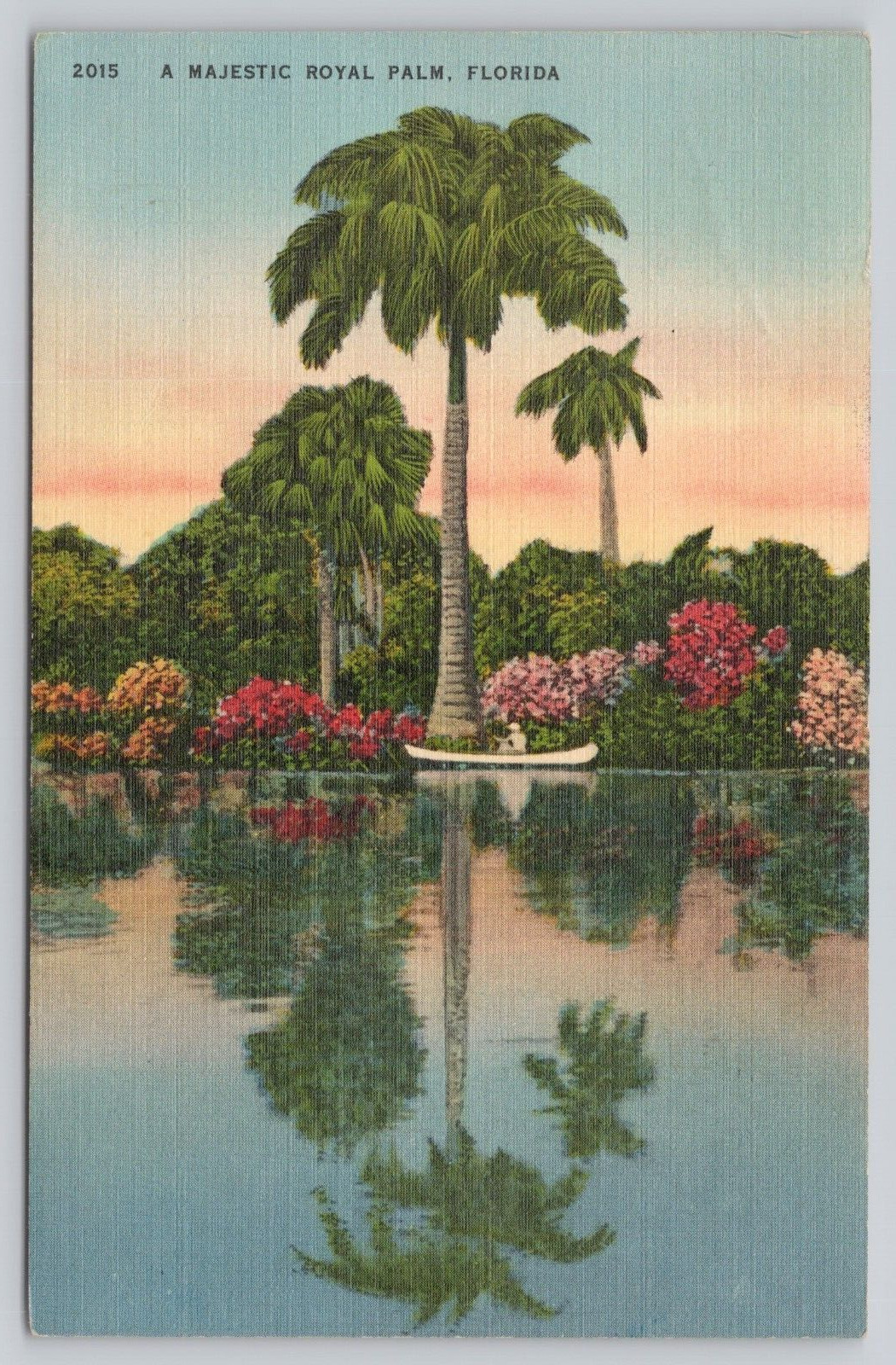 Postcard Royal Palm Tree Saint Petersburg Florida