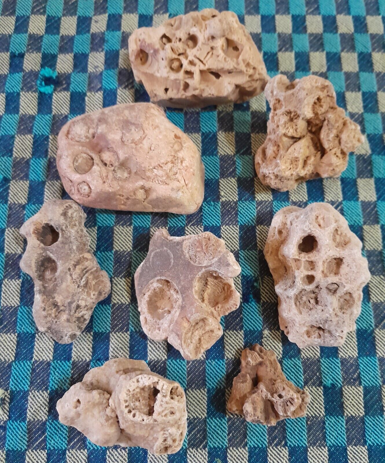Variety 10  TN Piney River Coral Fossil Rocks (1 1/4\
