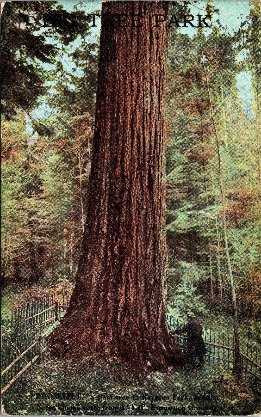 Ravenna Park Seattle WA Tree Roosevelt Postcard unused 00s/10s