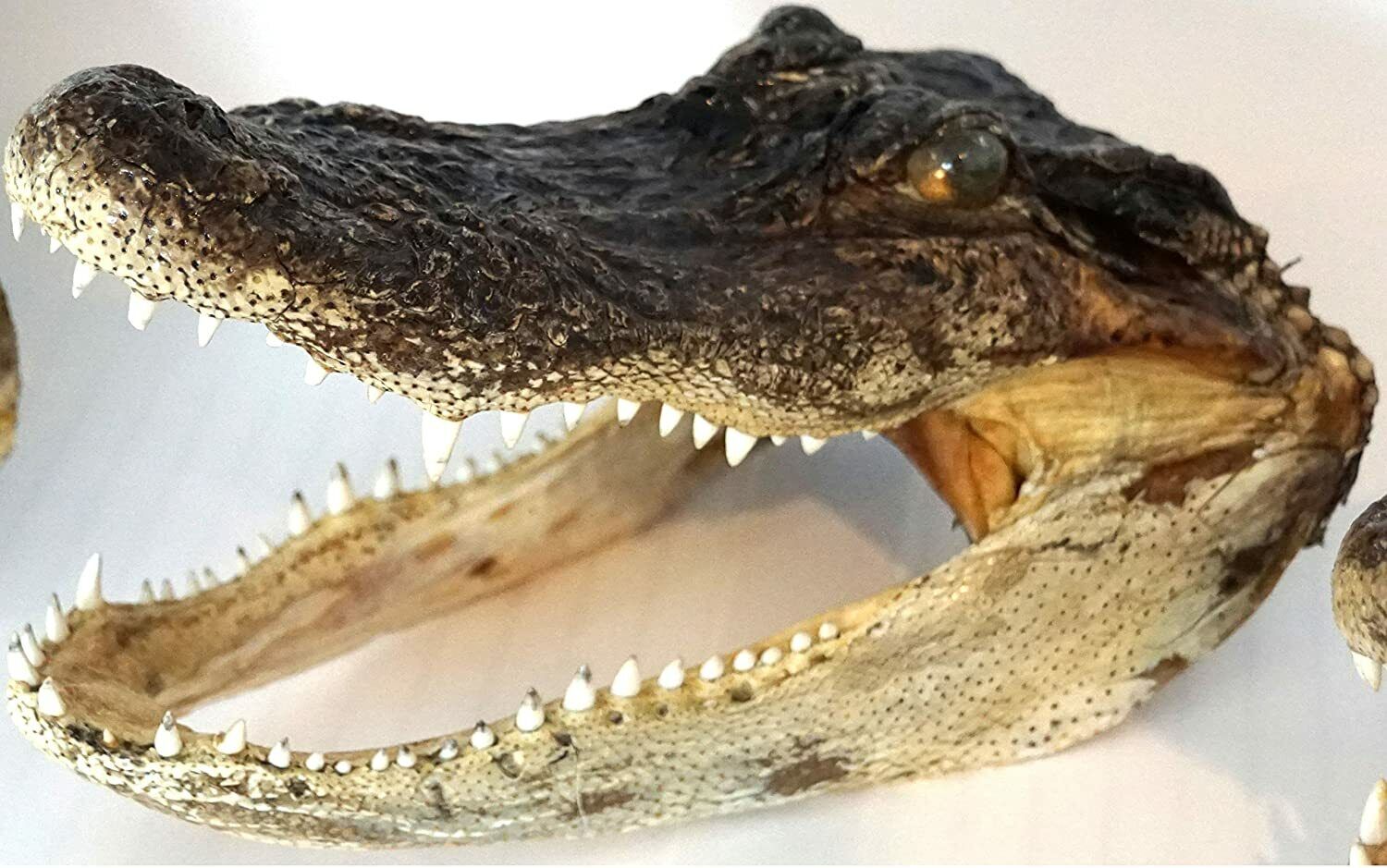 Gator Head 11 Inch Real Alligator Head Authentic Cajun Crocodile Sharp Florida