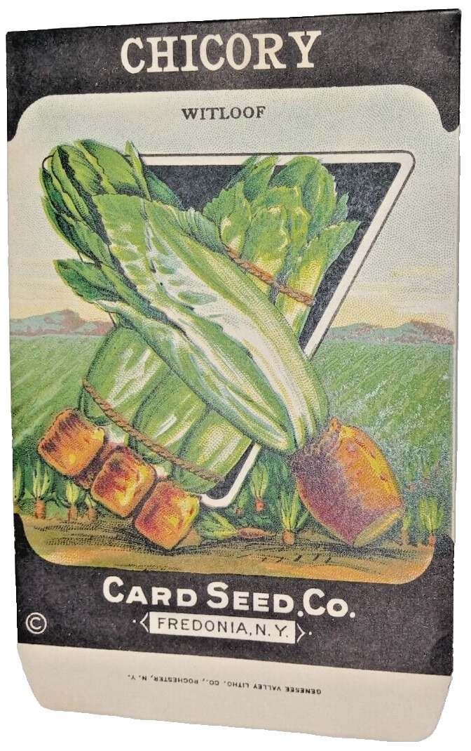 1920s Litho Antique Vintage Card Seed Co. Packet Pack Chicory Unused Lithography