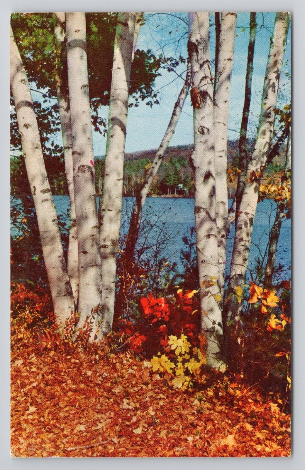 Underground Forest, Frederic, Michigan Postcard 4047