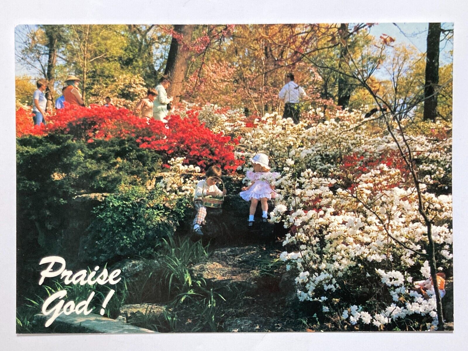 Tulsa Azalea Gardens Woodward Park Photo  Oklahoma Postcard \