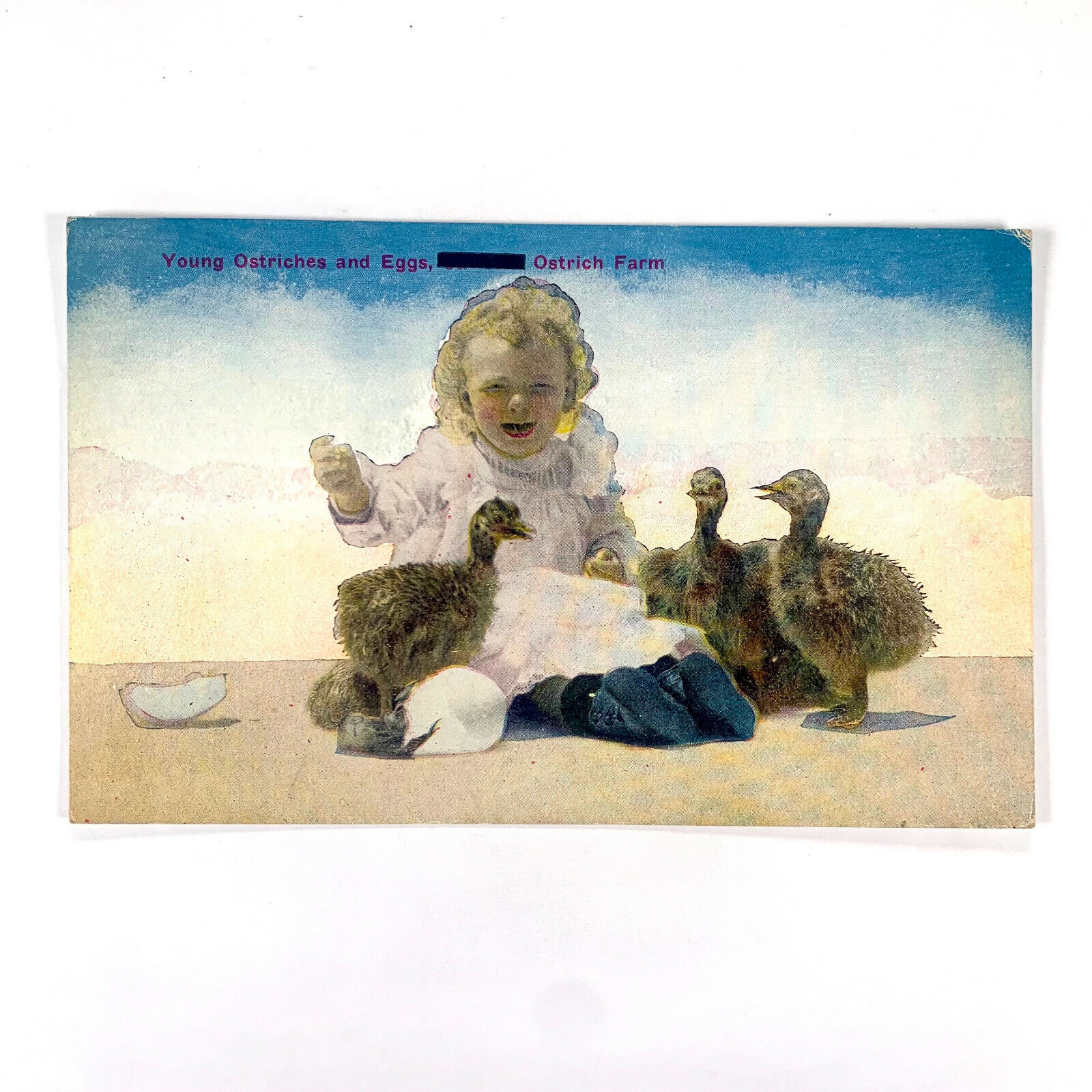 Postcard California CA Ostrich Farm Eggs Baby 1910s Unposted Divided Back