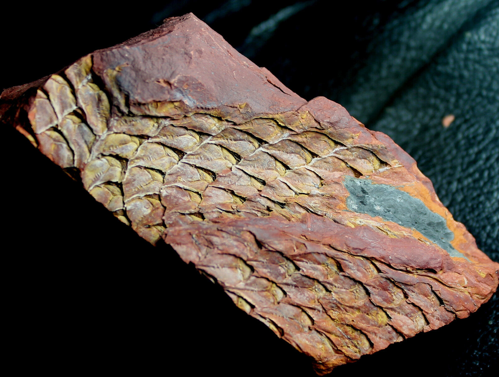 Lepidodendron sp - Nice Carboniferous bark. Excellent depth and details
