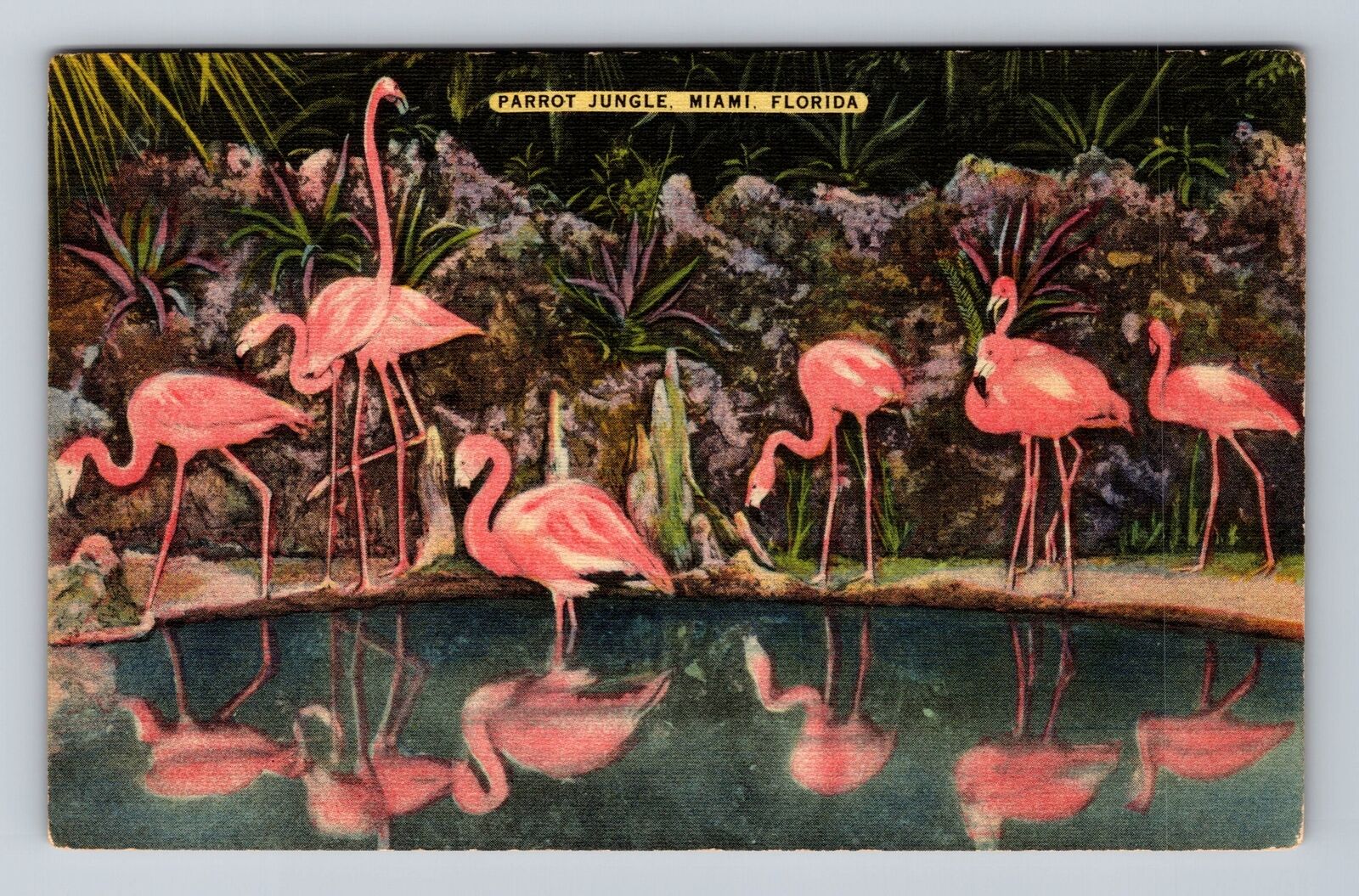 Miami Fl-Florida, Parrot Jungle, Antique, Vintage Postcard