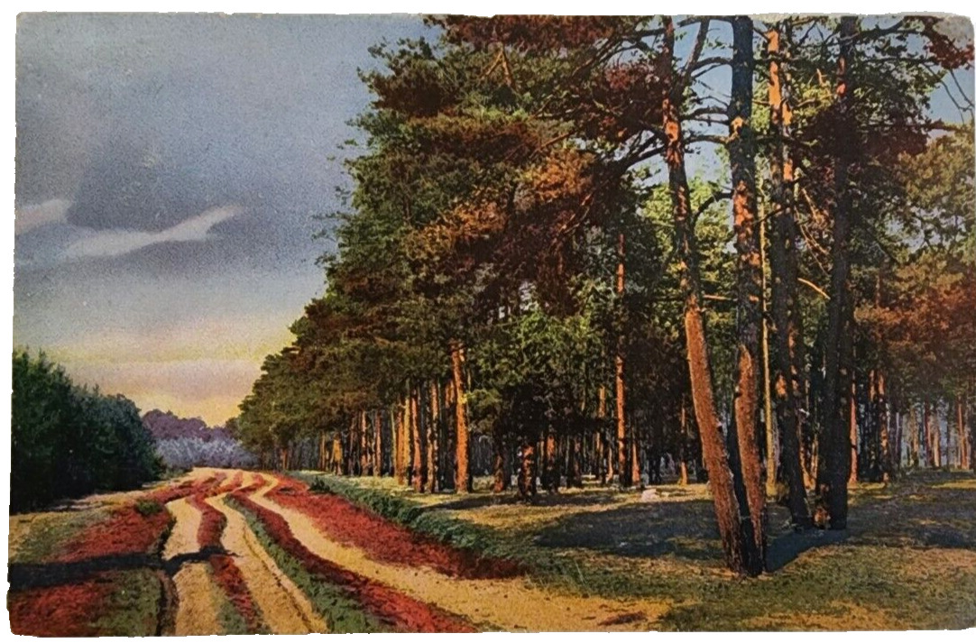 Postcard Dirt Road Pine Tree's N.Y. 1908 Made in Germany The American News