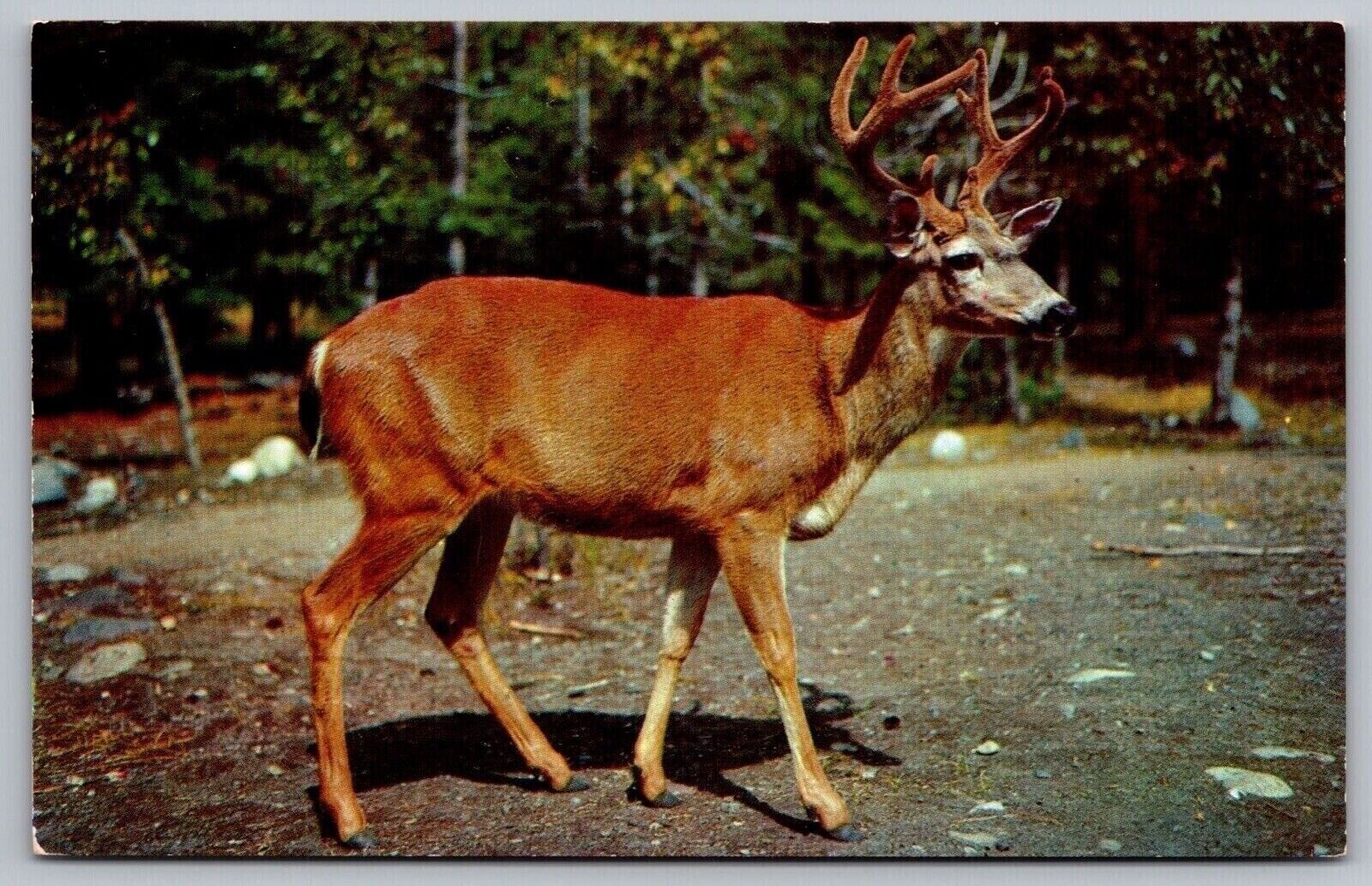 Ten Pointer Buck Deer Summer Scene Postcard UNP VTG Dexter Unused Vintage