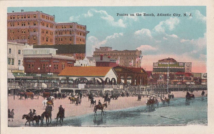  Postcard Horses Ponies on Beach Atlantic City NJ 
