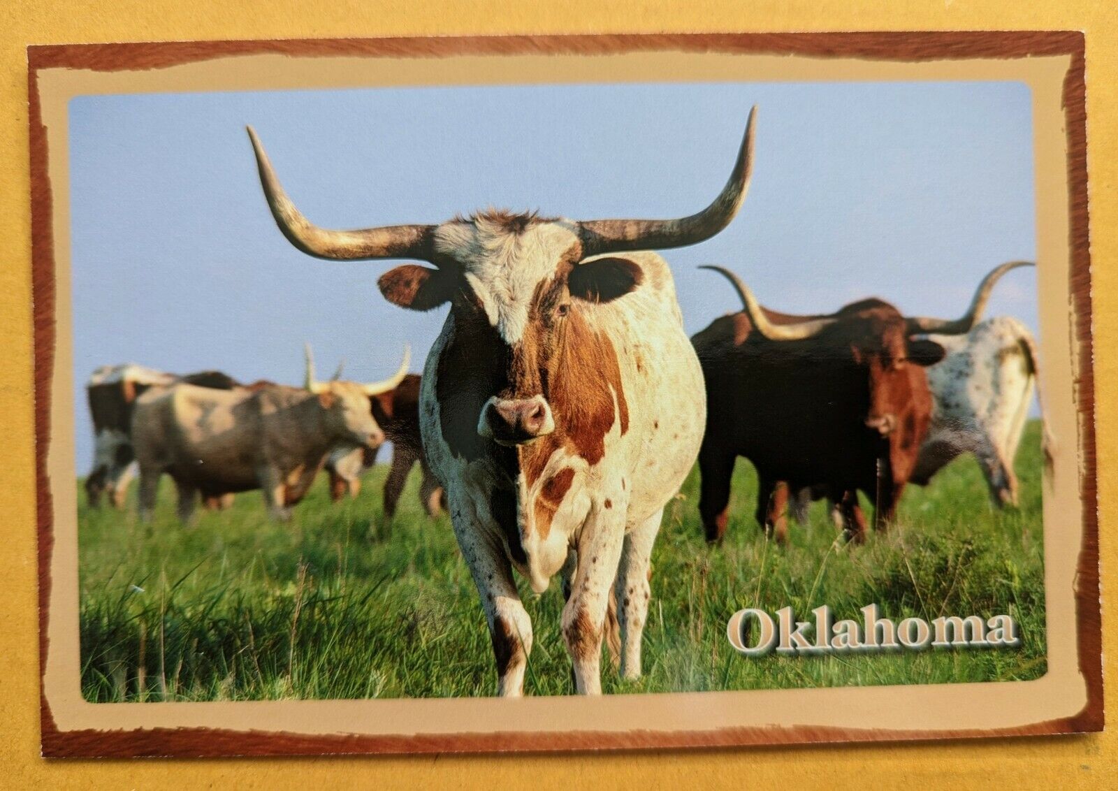 Postcard OK: Texas Longhorn. Oklahoma 
