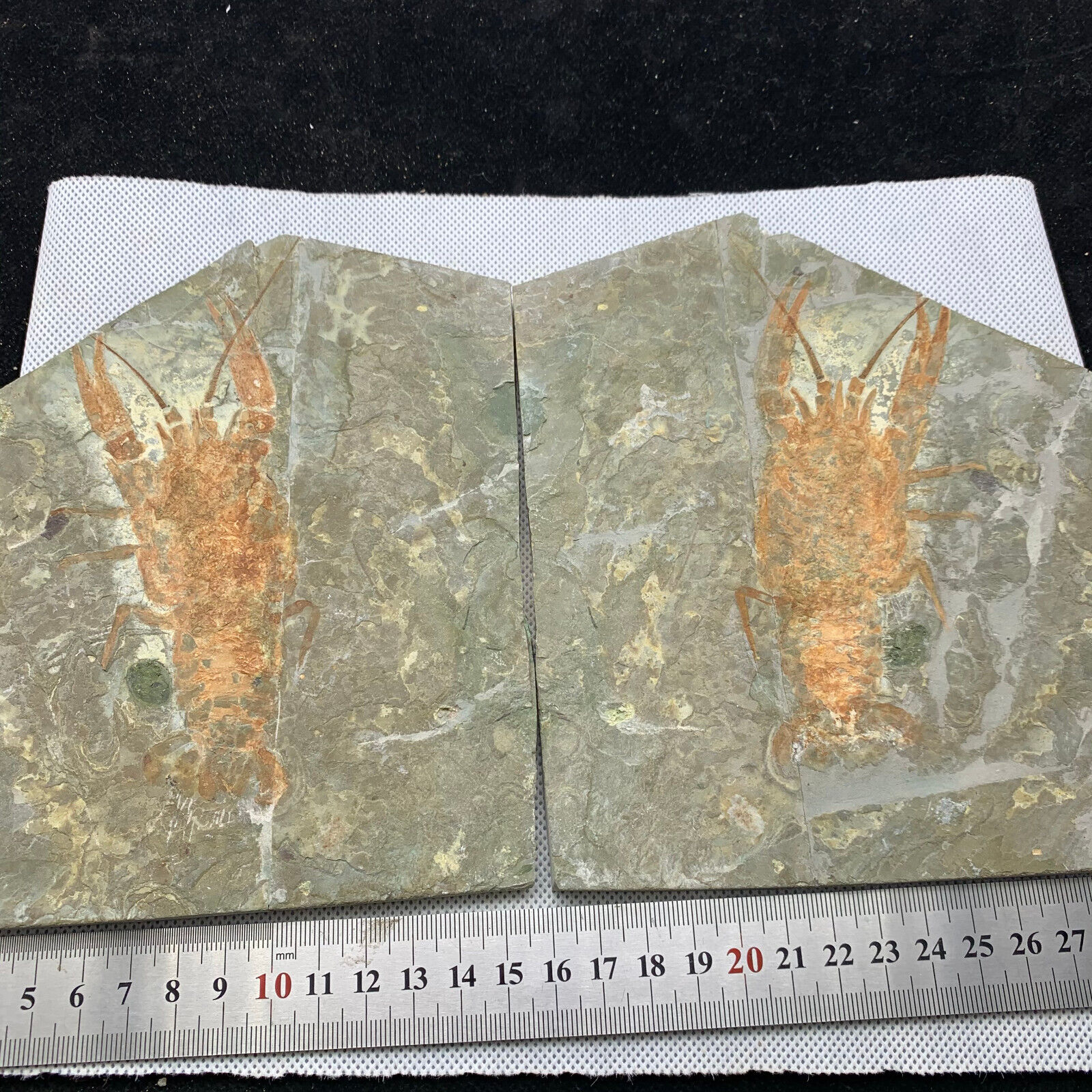 A pair of exquisite Chinese lobster fossils in the Cretaceous period