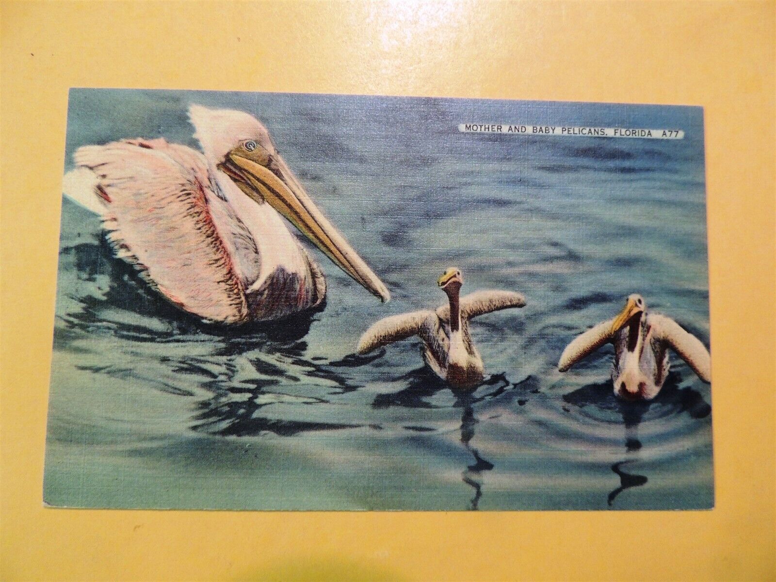 Mother & Baby Pelicans Florida vintage linen postcard 