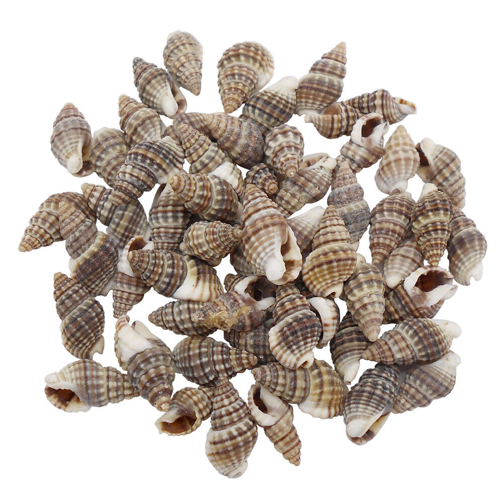 100 pcs Tiny Spiral Shells Black Spotted Seashells For Crafts Art Decor 1-2 cm
