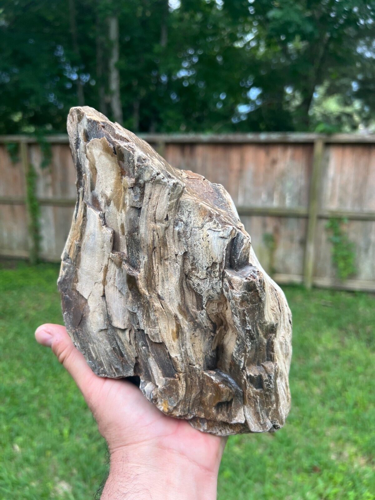 Texas Petrified Wood 8x7x5 Unique Natural Rotted Log Piece Manning Formation