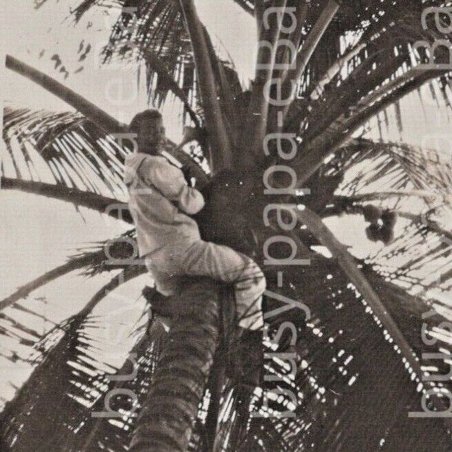 Vintage 1920s RPPC US Navy Sailor Climbing Coconut Tree Postcard
