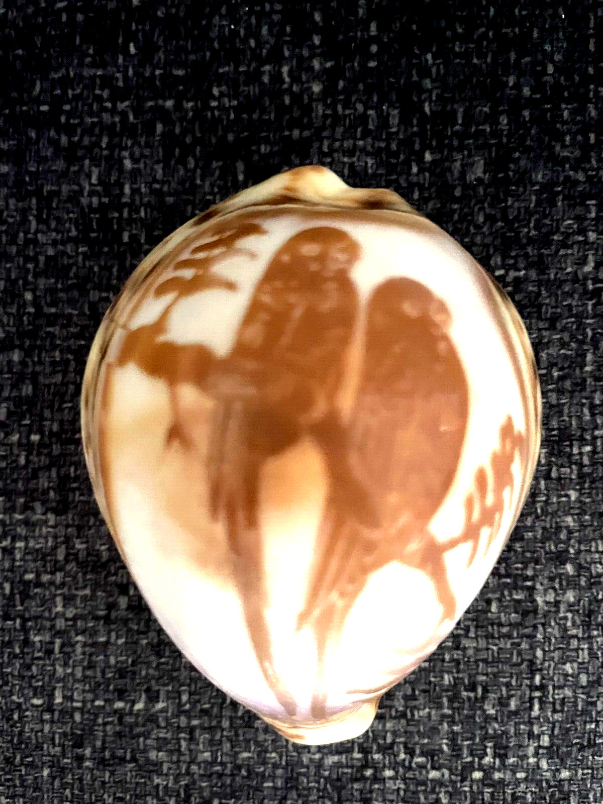 Vintage Etched/Carved Tiger Cowrie Shell Parrot Pair