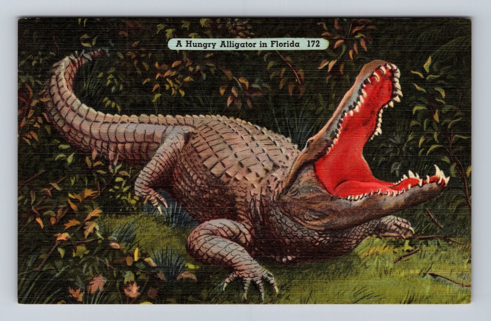St Petersburg FL-Florida, Hungry Alligator, Antique Vintage Souvenir Postcard