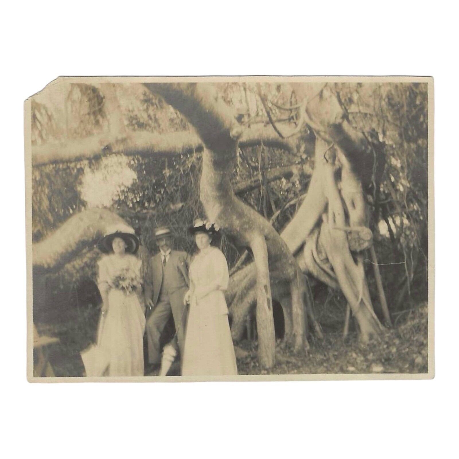 Antique Snapshot Photo Women Man Posing Next To Huge Tree Edwardian 1900s
