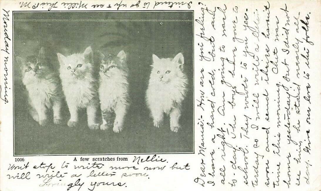 c1905 Fluffy Kittens Group P298