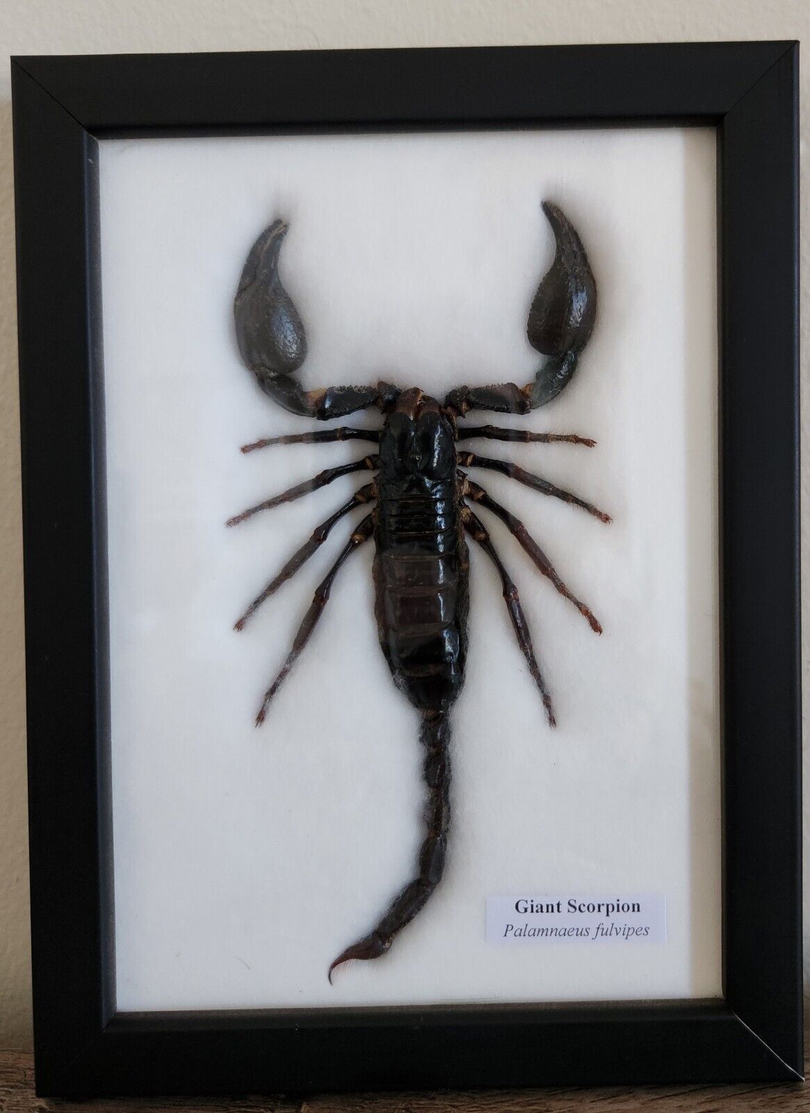 REAL BIG  SCORPIONS TAXIDERMY  INSECTS IN FRAME  6\