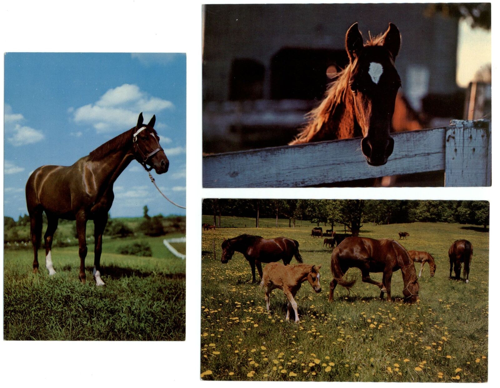 LOT OF 3 horses springtime foals pasture fence vintage unused postcards