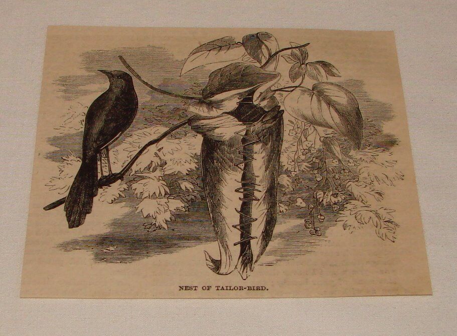 1883 magazine engraving ~ NEST OF TAILOR BIRD