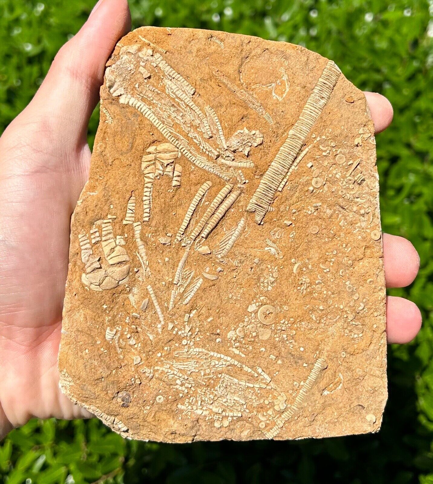 NICE Fossil Crinoid MULTI PLATE Oklahomacrinus Aphelecrinus Alabama Bangor Fm