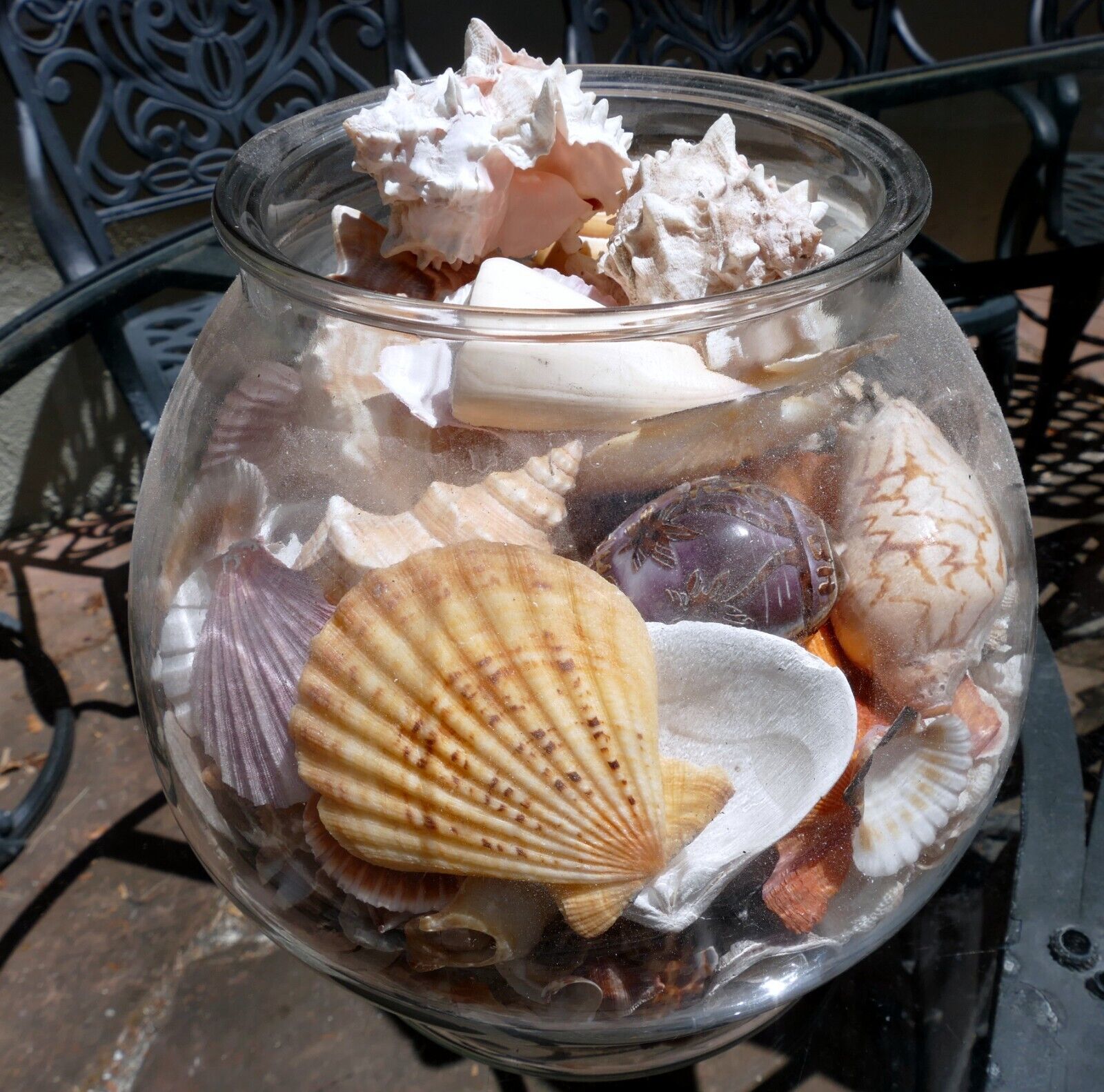 15 LBS Huge lot of Ocean Shell Seashell with glass bowl California San Francisco
