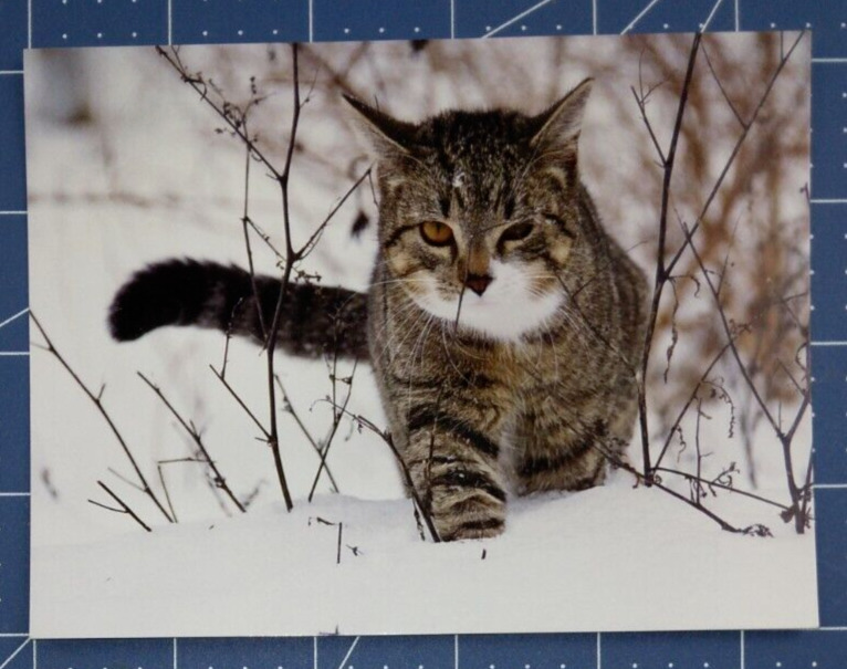 Postcard Tabby Cat In The Snow 5.5\