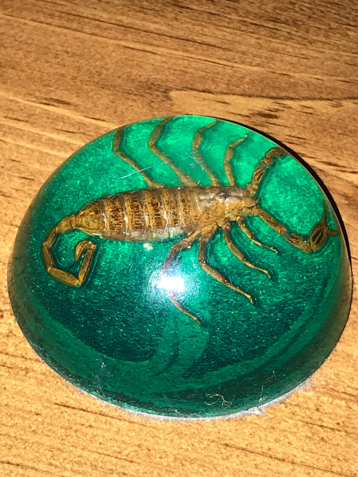 Scorpion Encased Acrylic Lucite Dome Paperweight with Felt bottom