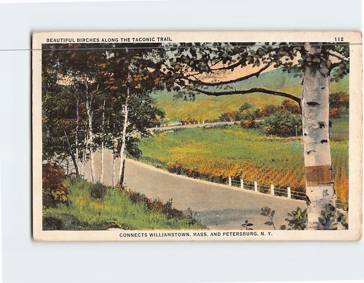 Postcard Birches Along the Taconic Trail Massachusetts-New York USA