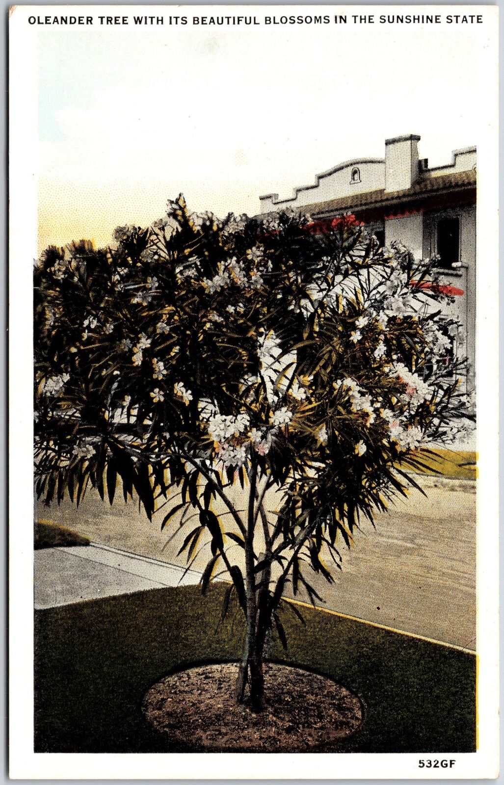 Oleander Tree with its Beautiful Blossoms in the Sunshine State Florida Postcard