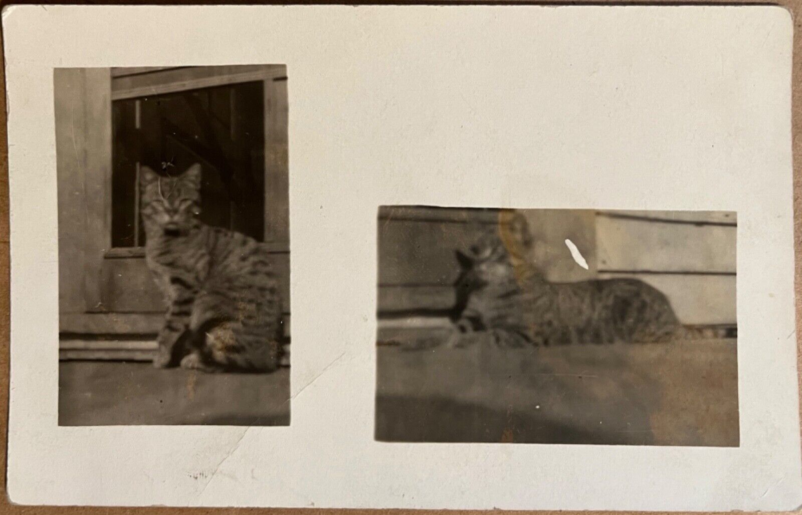 RPPC Old Tom Cat on Porch Double Pictures Antique Real Photo Postcard 1916