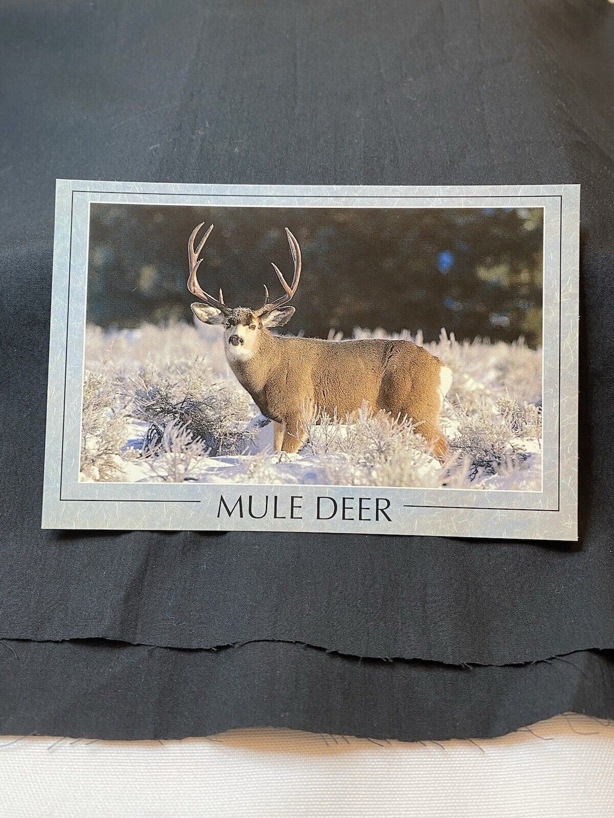Vintage 1990s postcard lot of California Mule Deer. Lot Of 50