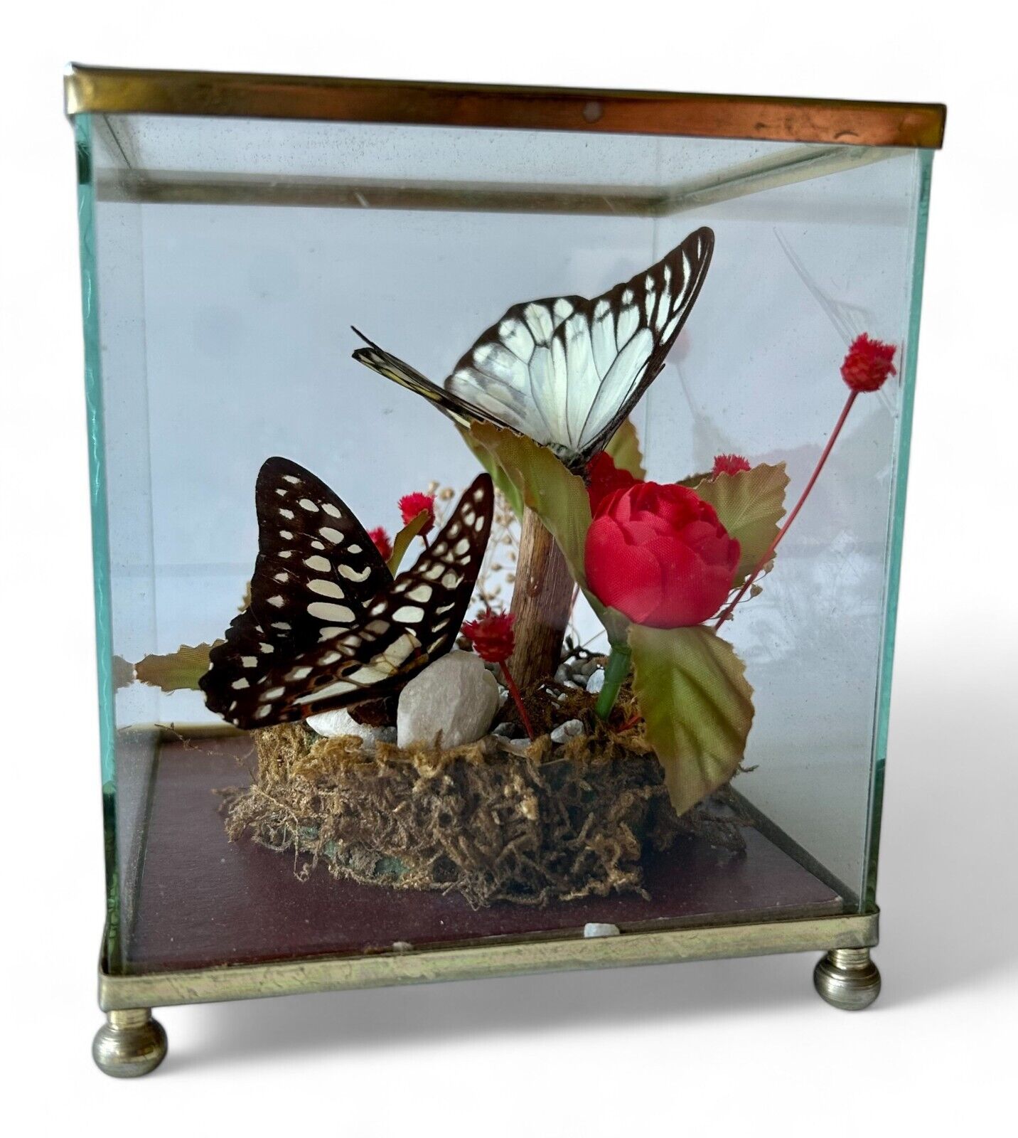 Vintage butterfly taxidermy terrarium ALBERT E PRICE 4\