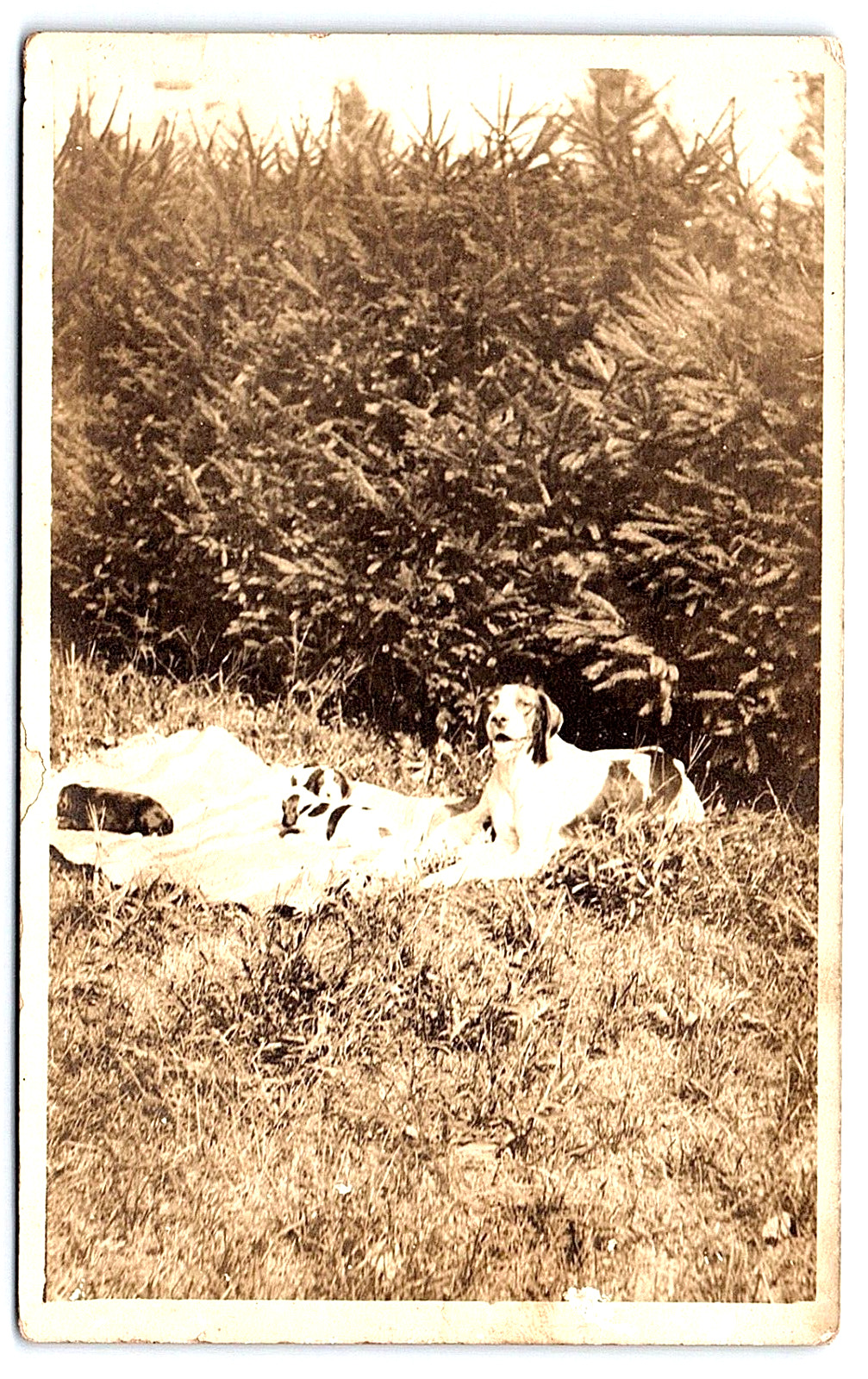 RPPC Momma Dog Proudly Displayed on Blanket with her 3 Pups Postcard Azo 1904-18
