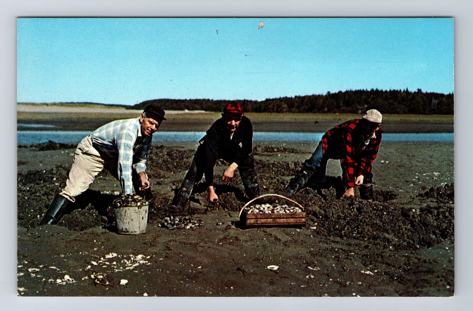 Five Islands ME-Maine, Digging For Maine Steamer Clams, Vintage Postcard