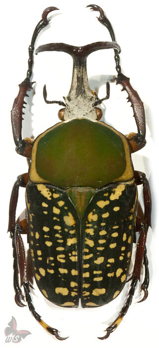 Megalorrhina harrisi peregrina f.harrisi 50-54mm,from Tanzania,UNMOUNTED beetle