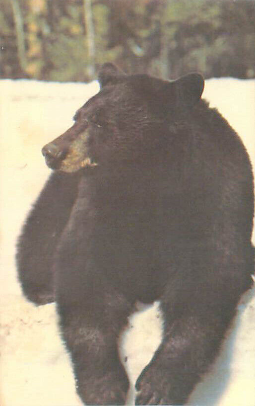 Vintage Postcard: Black Bear, Greetings From Downsville, NY. RPPC