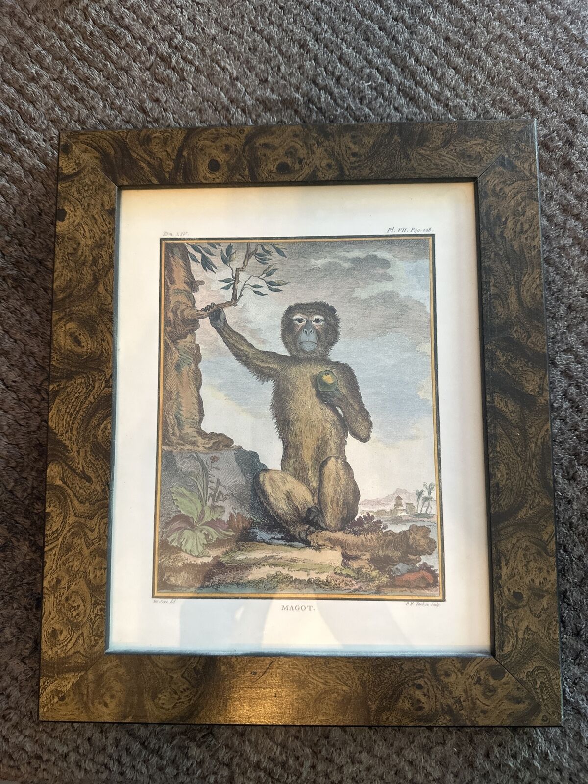 George Buffon Monkey VII Magot Art Copper Plate Engraving Framed Matted