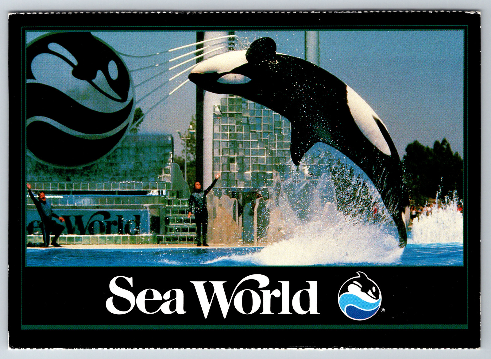 c2000s Sea World Shamu Performs Powerful Flip Vintage Postcard