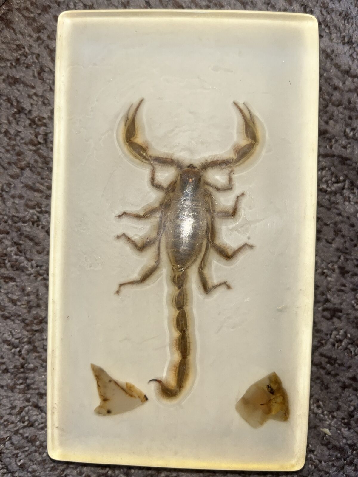 Vintage Real BIG Scorpion Paperweight Pincers in Acrylic felted bottom 7 x 4\