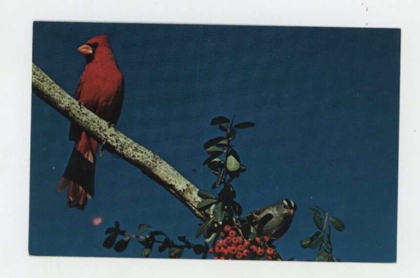 Vintage Animal  Postcard   BIRDS   ARIZONA CARDIAL & GAMBEL\'S SPARROW   UNPOSTED