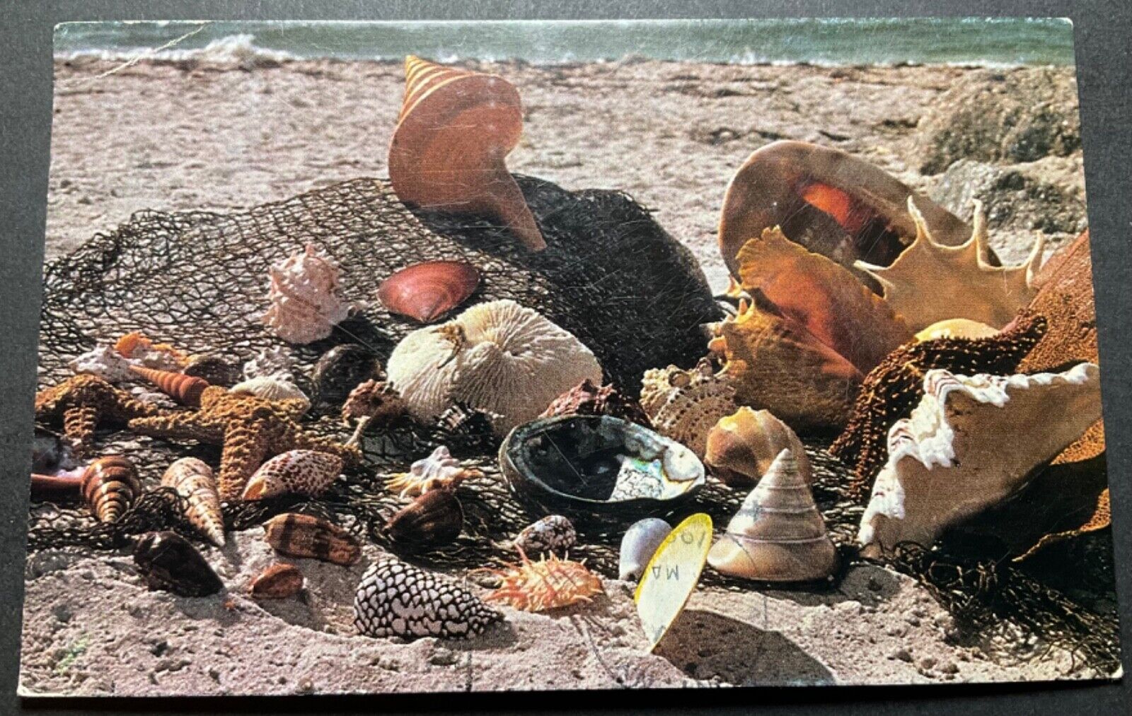 Fort Myers Florida FL Postcard Some of the many treasures located in the sand