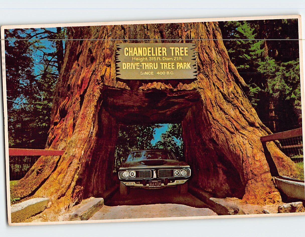 Postcard Chandelier Drive Thru Tree Leggett California USA