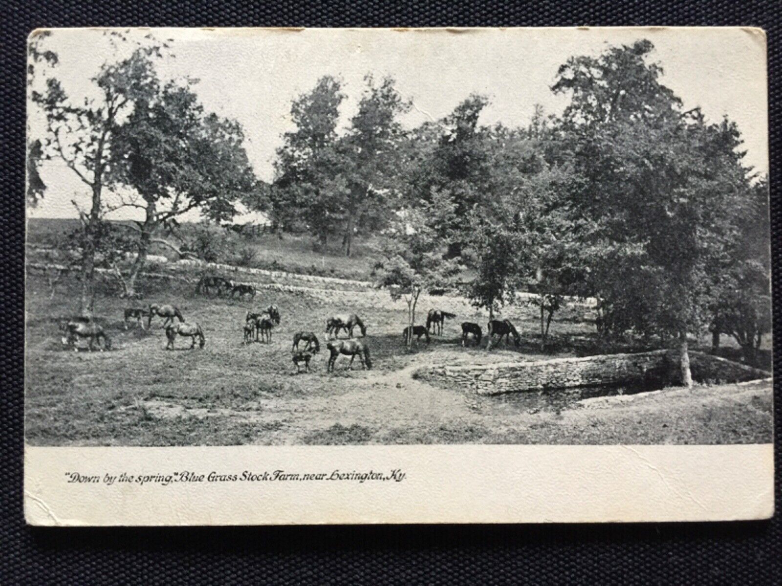 Rare Vintage RPPC Blue Grass Race Horse Farm near Lexington, Kentucky. Postcard.