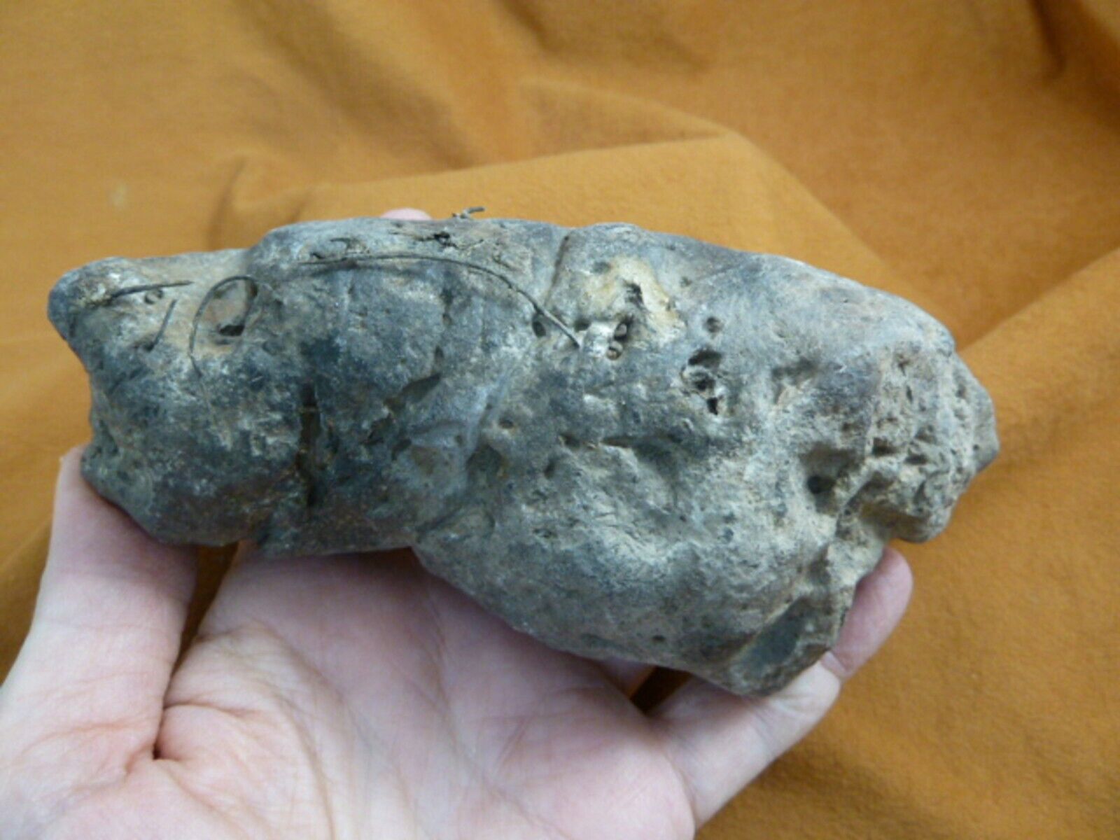 (PP-344) 1+ lb Real Ancient MEGALODON SHARK coprolite POOP doo doo specimen SC