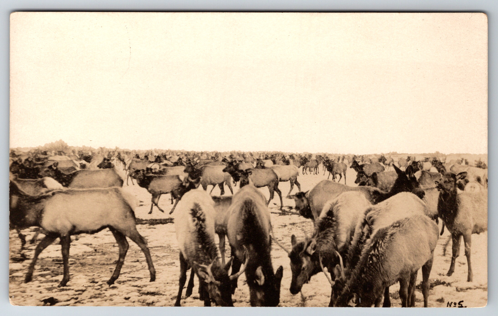 RPPC c1910s Elk Herd Ice Snow Grazing Vintage Postcard