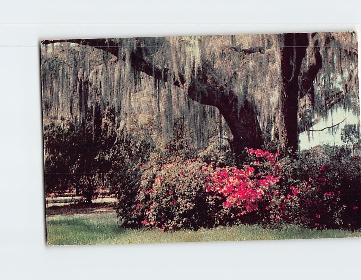 Postcard Spanish Moss & Azaleas Winter Park Florida USA